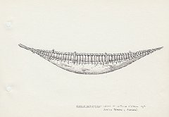 006 America Meridionale - canoa di corteccia d'albero degli Indios Yamana e Alakaluf